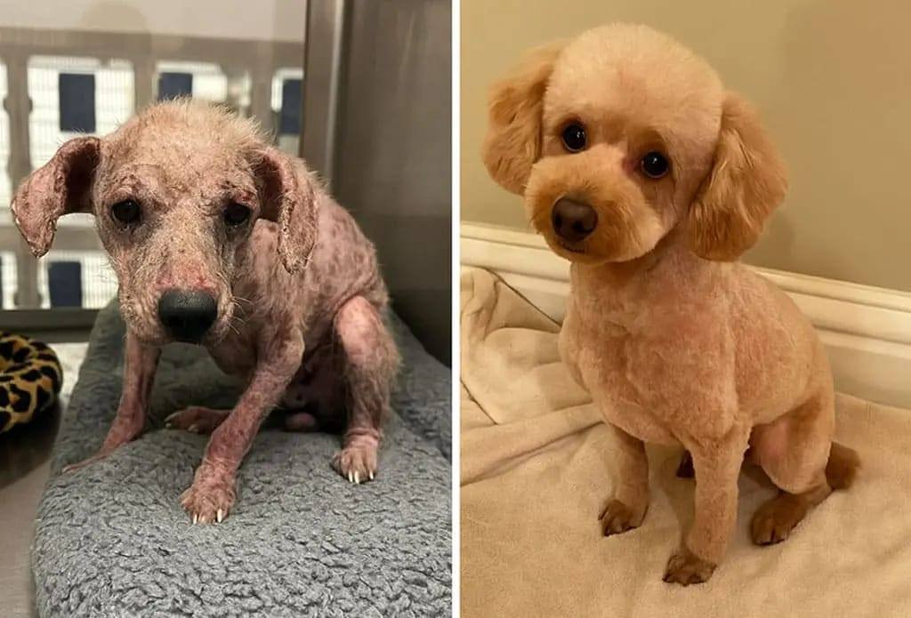 Transformación de una perrita después de recibir atención