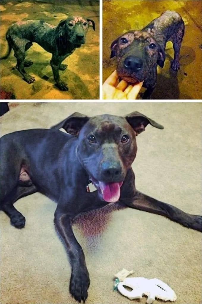 Proceso de recuperación de un perro rescatado